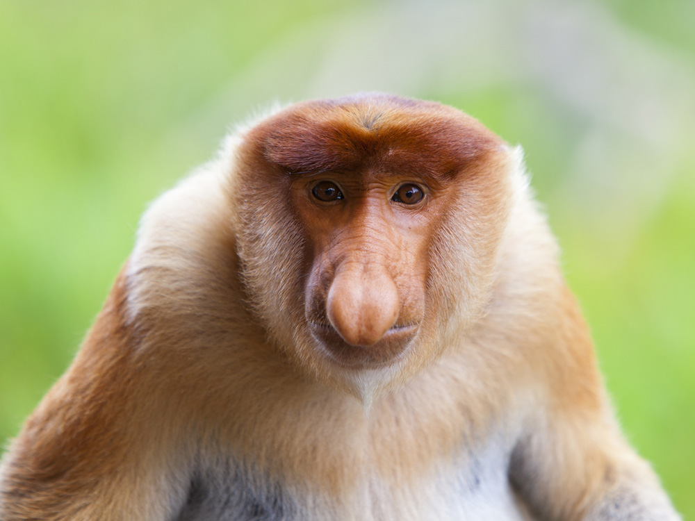 Proboscis Monkey